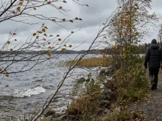 Tuuli liikuttaa puiden oksia järven rannalla.